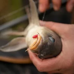 Fjuka Baits Fjuka 2in1 Pellets Red 8 Fjuka Baits Fjuka 2in1 Pellets Red -Vaste hengels Verkoop 1532172Fjuka 2in1 Red 1 2