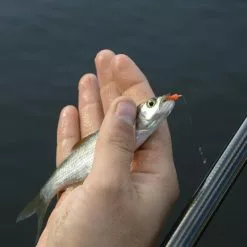 Cresta Spaghetti Worms 11 Cresta Spaghetti Worms -Vaste hengels Verkoop 3953085Cresta Spaghetti Worms 4